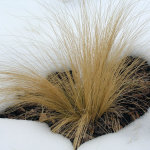 Needle and Thread Grass